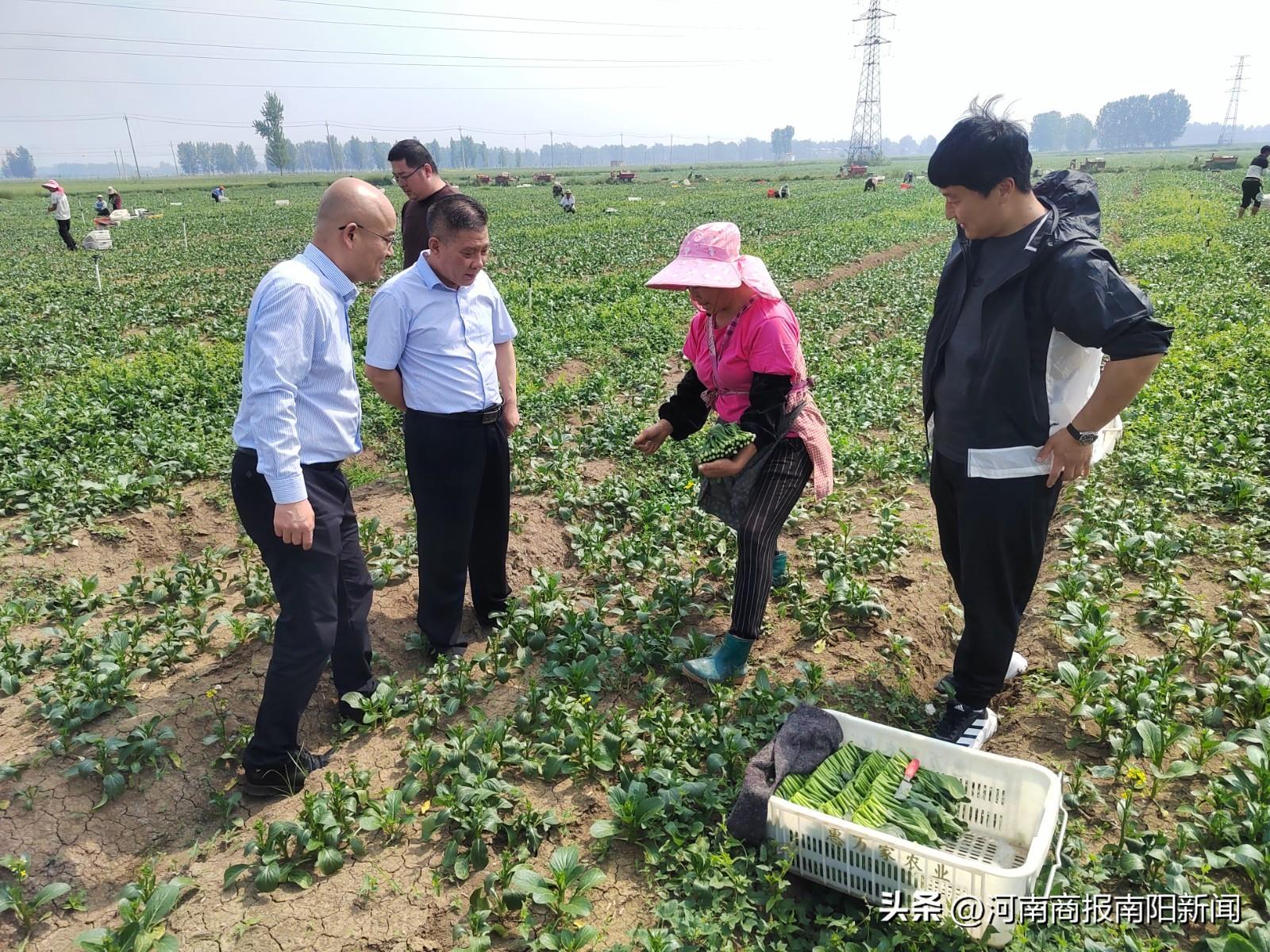 南阳逵营社区最新消息，发展动态与社区新貌